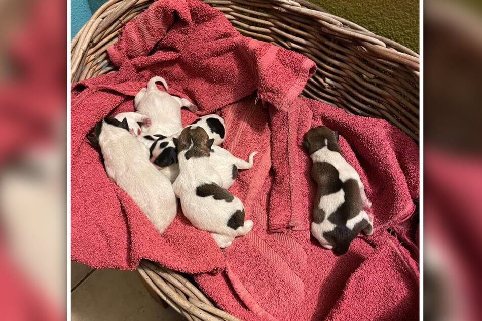 Diese sieben Hunde-Babys wurden im Landkreis Börde ausgesetzt.