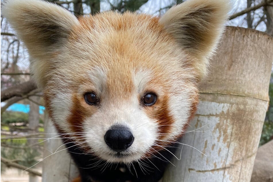 Rote Pandas werden auch Kleine Pandas oder Katzenbären genannt. (Archivbild)