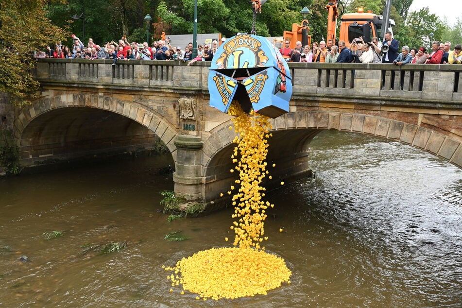 Zahlreiche Enten schwimmen am Sonntag wieder um die Wette.