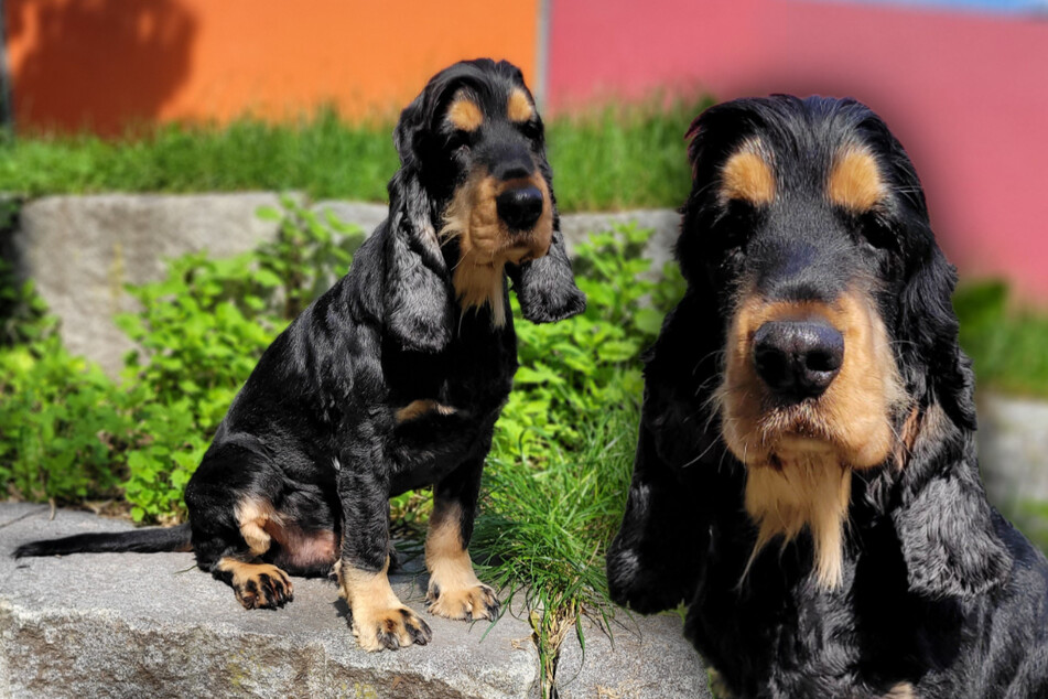 Cocker Spaniel "Mika" hat ein Problem: Wird ihm das zum Verhängnis?