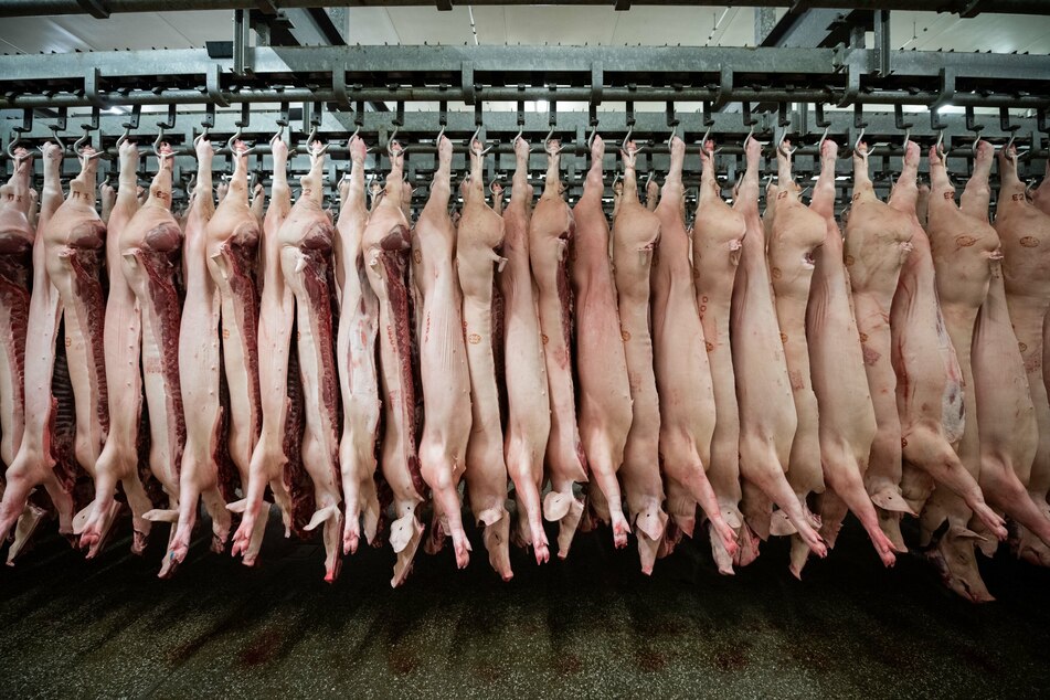 Schweinehälften hängen in einem Schlachthof. (Symbolbild)