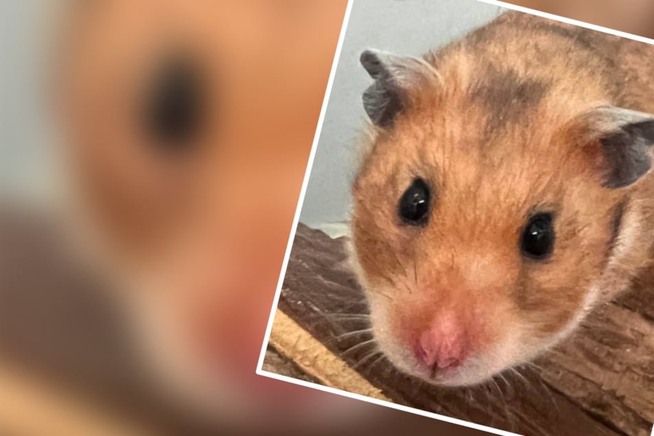 Hamster aus Platzmangel rausgeschmissen: Jetzt sucht Luna schon wieder ein neues Zuhause