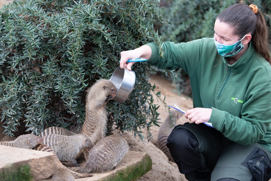 Tierpflegerin Annka Lewertoff steht während der Fütterung im Gehege der Zebramangusten.