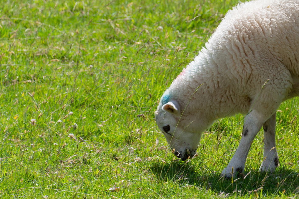 Frei laufendes Schaf "mäht" Vorgärten: Jäger kennt kein Erbarmen