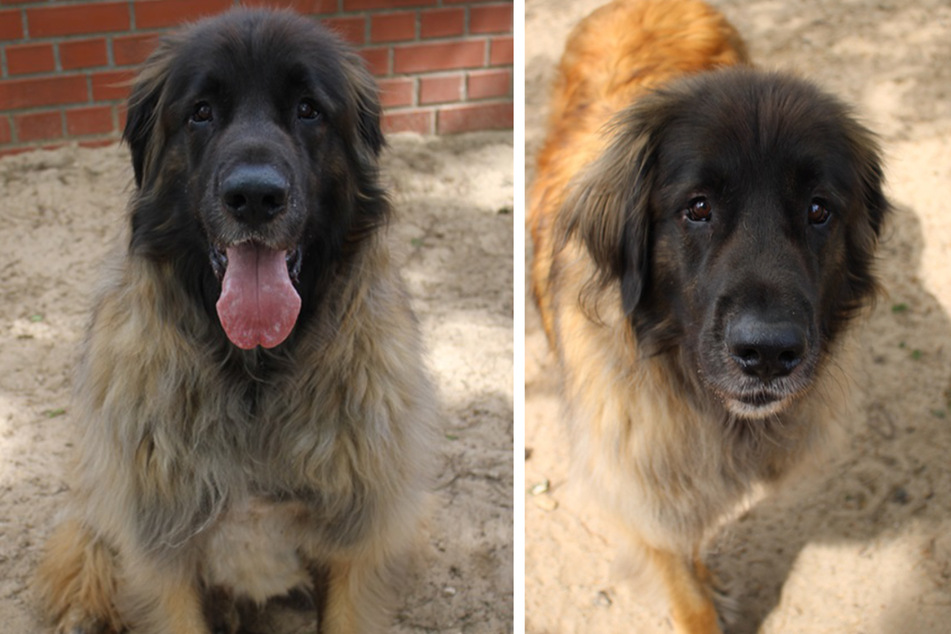 Leonberger-Rüde Emilio ist schätzungsweise 2020 geboren und damit zwischen drei und vier Jahre alt.