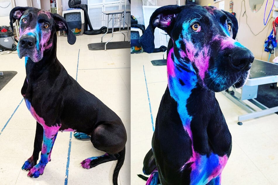 What happened to this dog? "Galaxy Dane" confuses everyone!