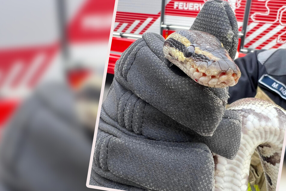 Schlangen-Alarm mitten in Gera: Feuerwehr rettet Python und tauft sie "Christina"
