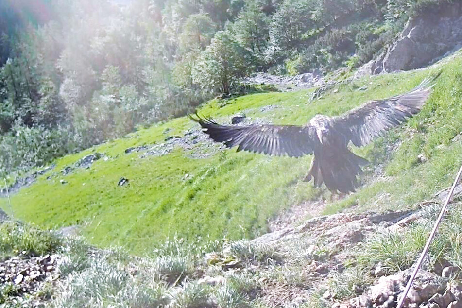 Vier Tage nach ihrer Kumpanin hat schließlich auch Bartgeierweibchen Wally ihren ersten Flug in den Alpen unternommen.