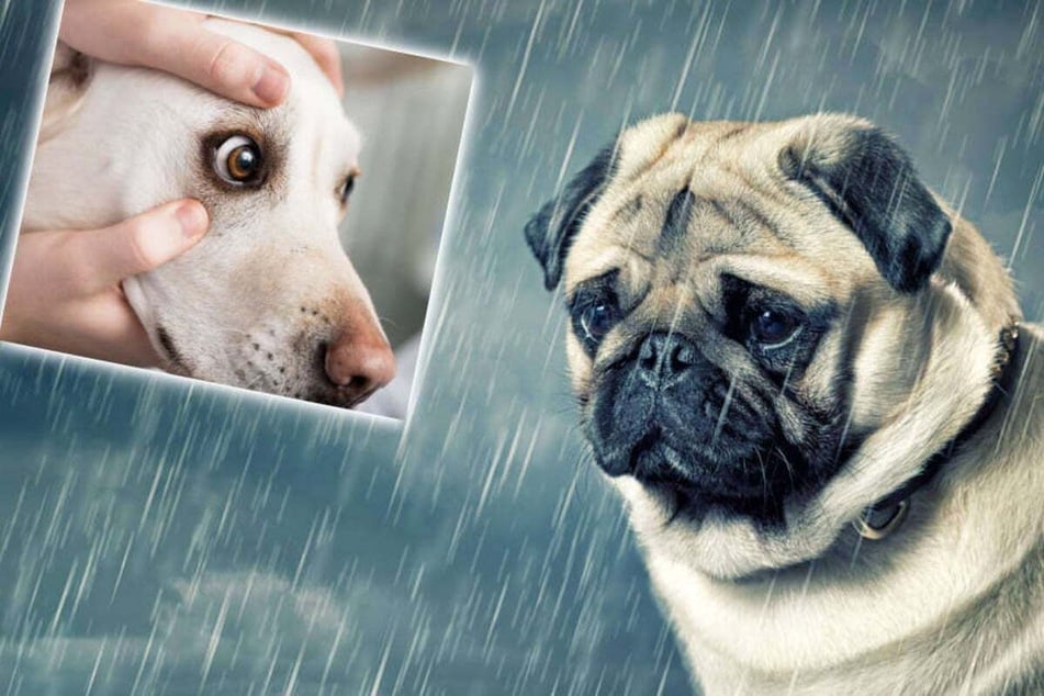 Dogs don't cry in the same way that we humans cry, but they can get watery eyes.