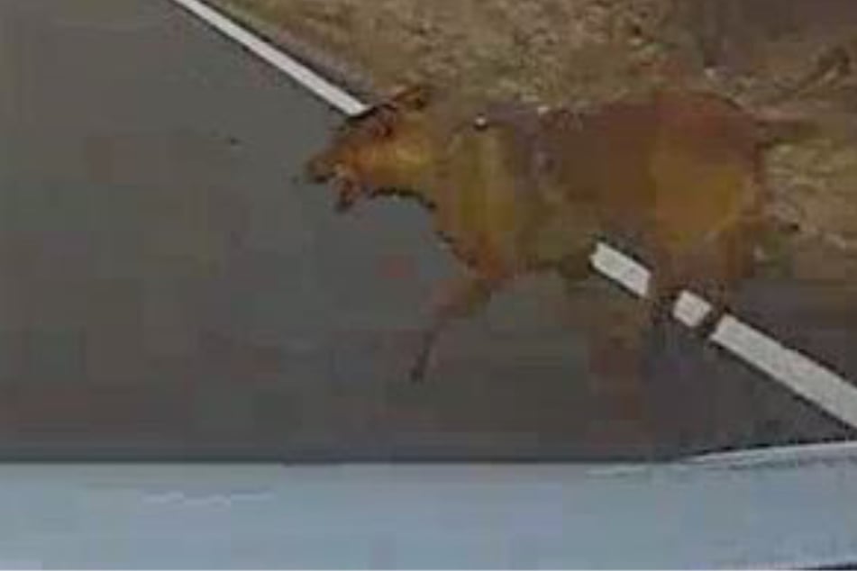 Hund von Auto erfasst und verletzt: Polizei sucht nach Besitzer