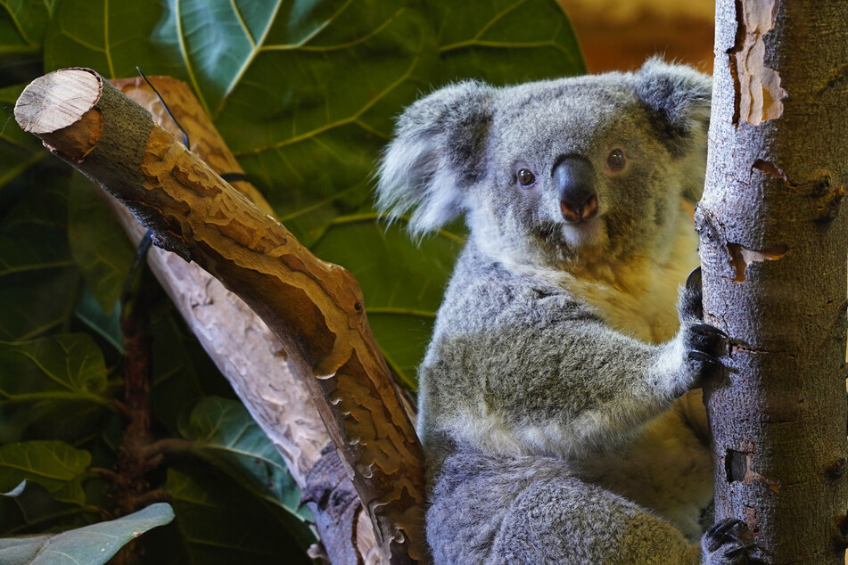 Nachwuchs im Zoo Dresden! Koala-Lady Eerin hat was im Beutel