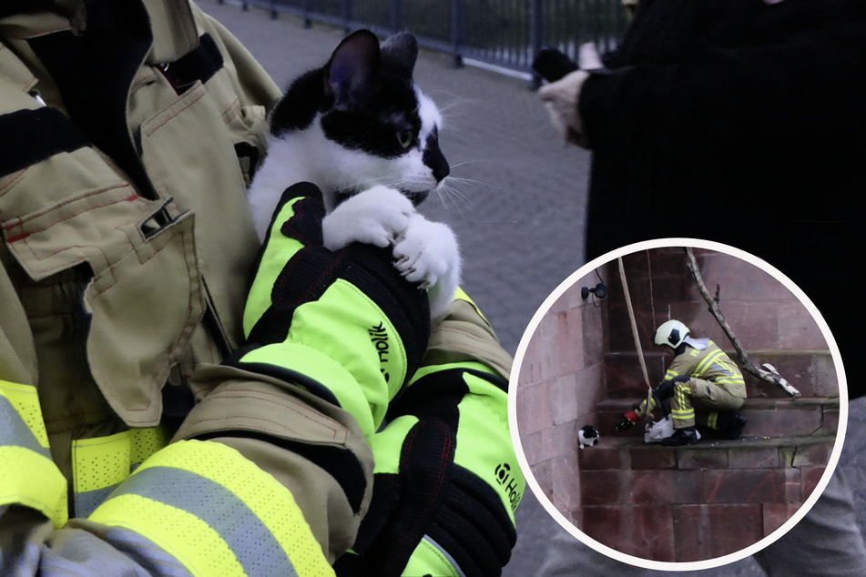 Leipzig: Missliche Lage: Feuerwehr rettet Kätzchen von Brückenpfeiler