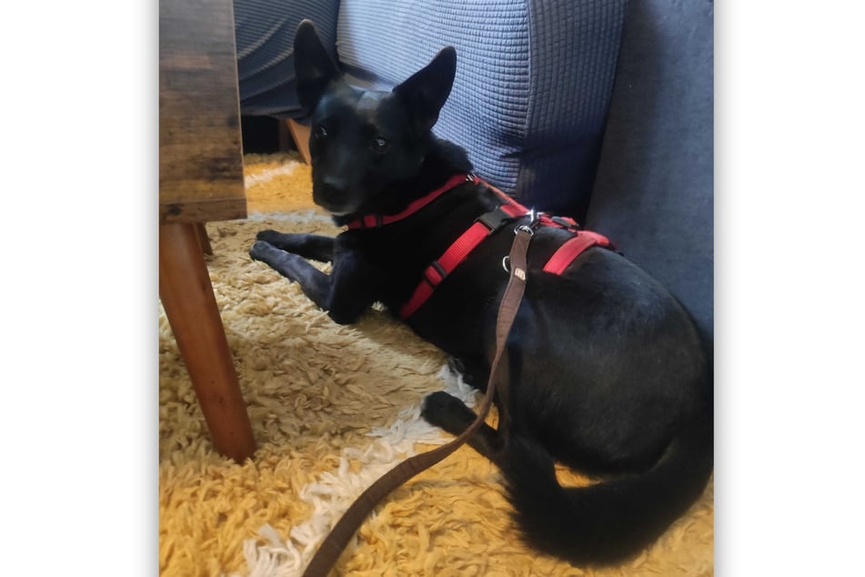 Tasha liebt den flauschigen Teppich in ihrem neuen Zuhause.