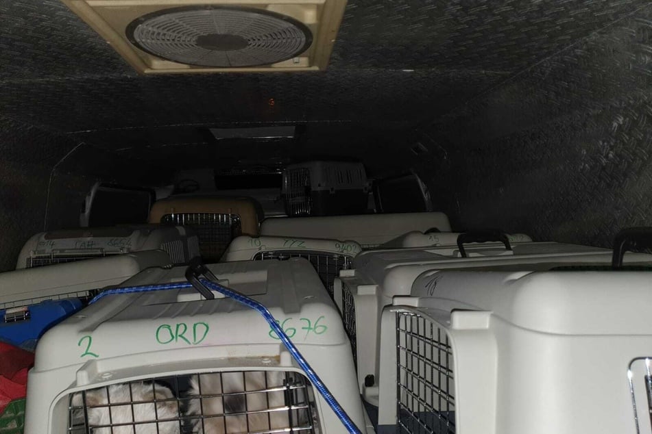 Die Tiere lagerten in Container-Boxen, hatten nach 24 Stunden kein Wasser und kein Futter mehr.