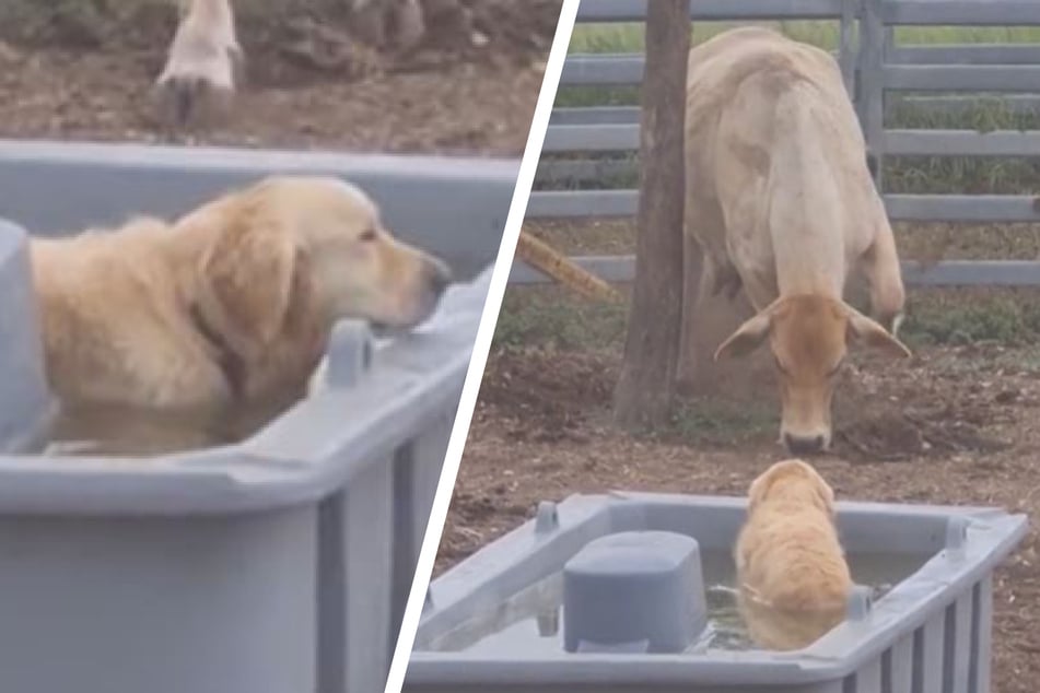 Golden retriever takes a dip in cows' water trough, and its response has TikTok in tears