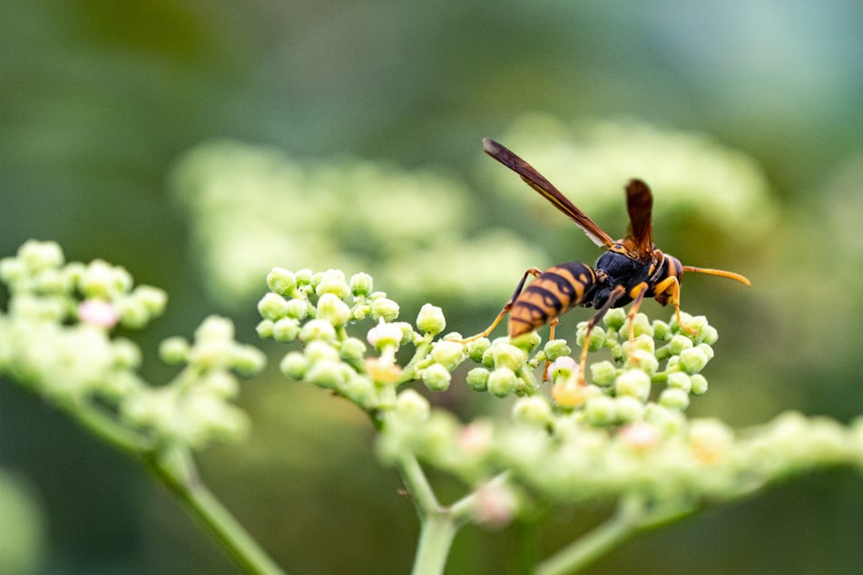 The Asian giant hornet is the biggest hornet in the entire world.