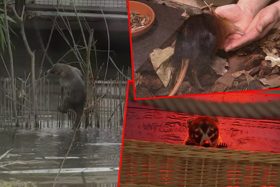 Große Aufregung im Zoo Leipzig: Trennungsschmerz und Fluchtgefahr bei "Elefant, Tiger & Co."