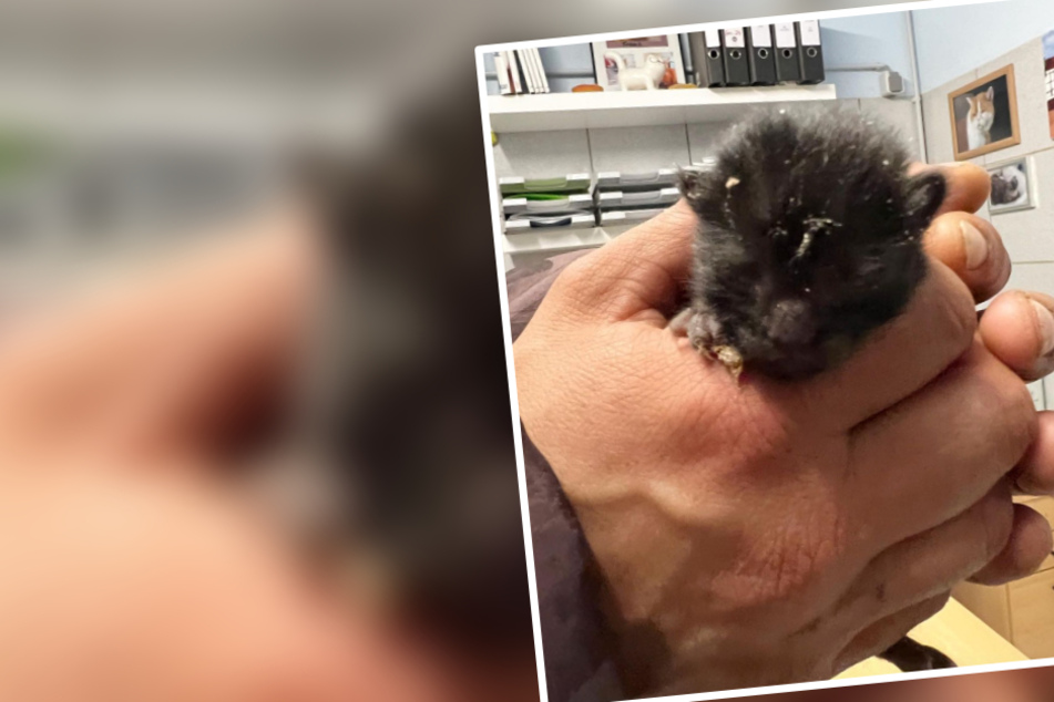 Tierheim tappt nach Katzen-Notfall im Dunkeln: Was ist diesem Häufchen Elend passiert?