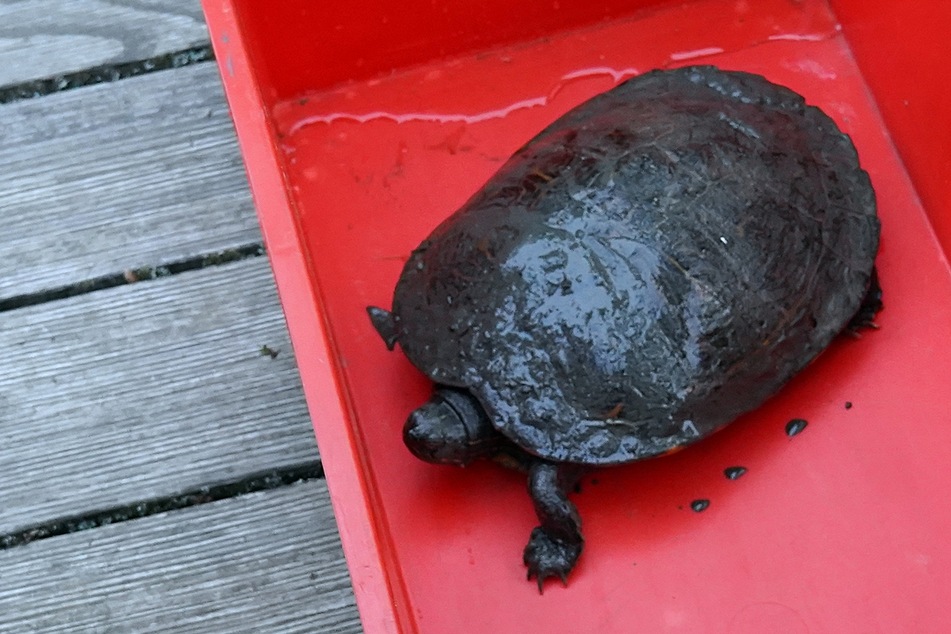 Mit dem Fund einer - wohl ausgesetzten - Wasserschildkröte hatten die Retter nicht gerechnet.