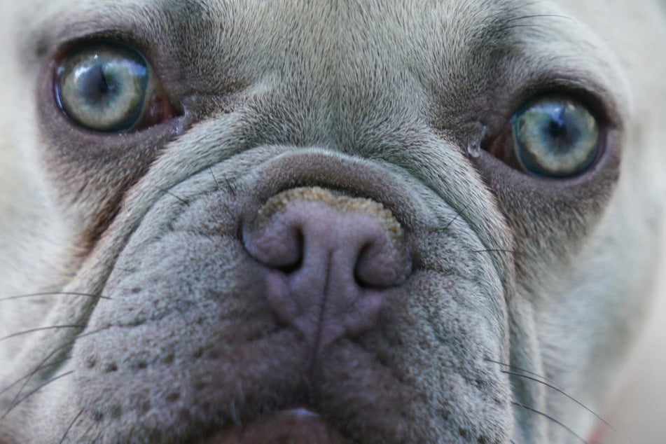 Hunde können im Alter wie Menschen an grauem Star erkranken.