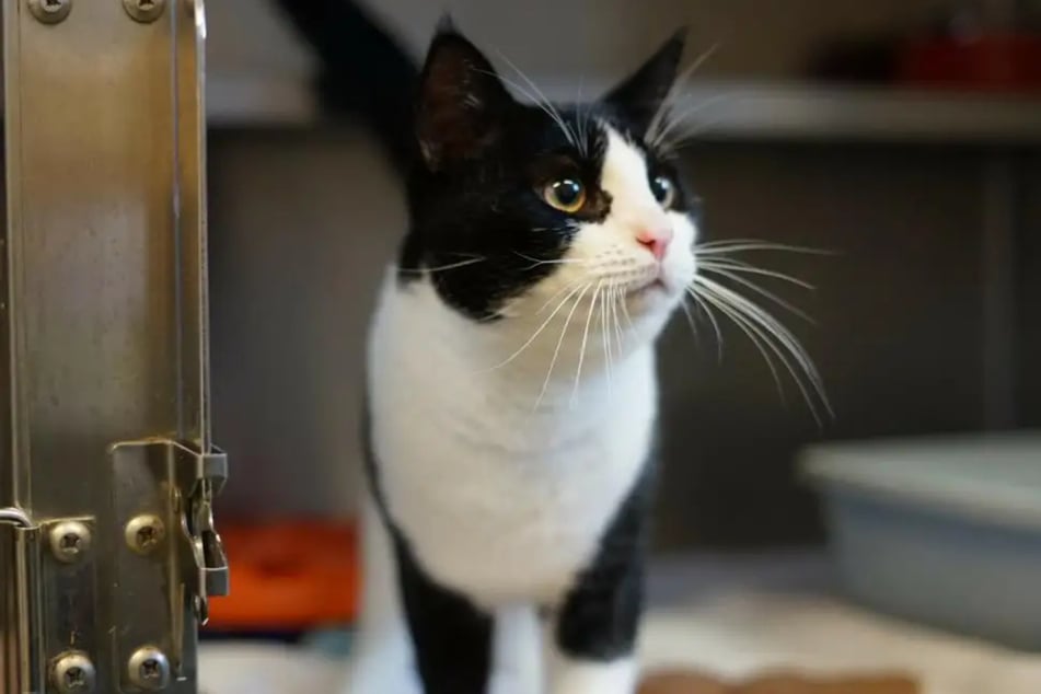 Oskar ist mit etwa zwei Jahren der erfahrenere Kater.