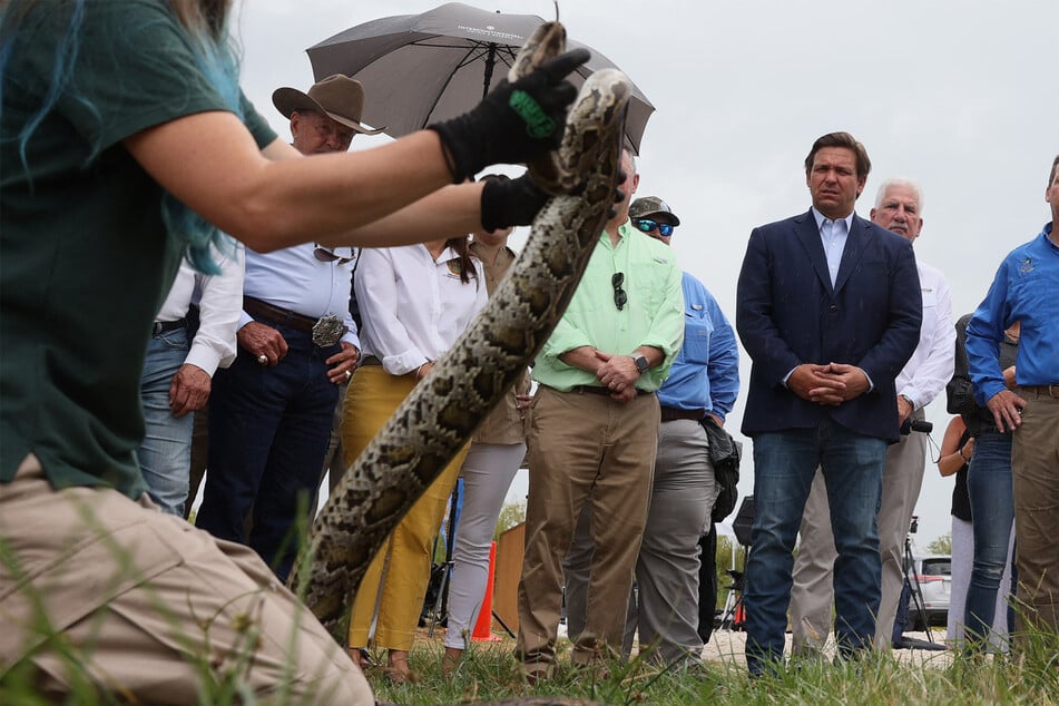 Governor Ron DeSantis has thrown his support behind the Florida Python Challenge.