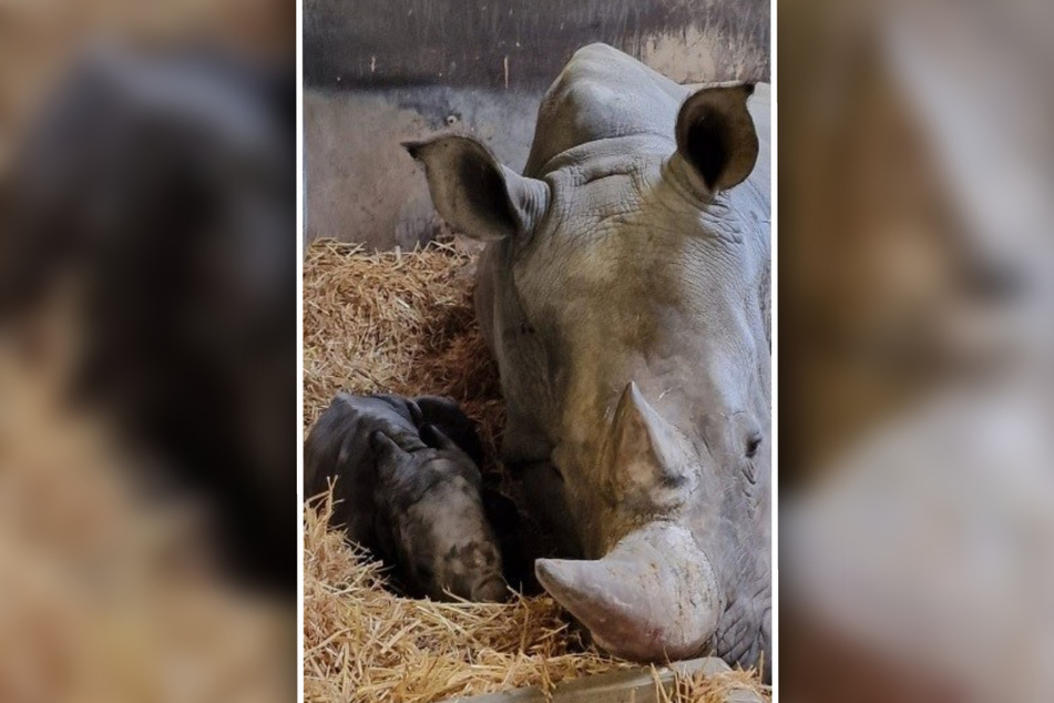 Der Zoo Augsburg hat seit etwas mehr als zwei Wochen ein neues Mitglied: ein zuckersüßes Nashorn-Baby!