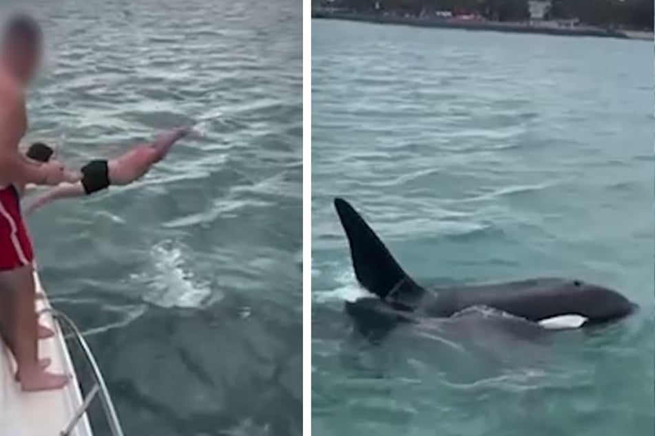 Man attempts "body slam" on killer whale in shocking footage