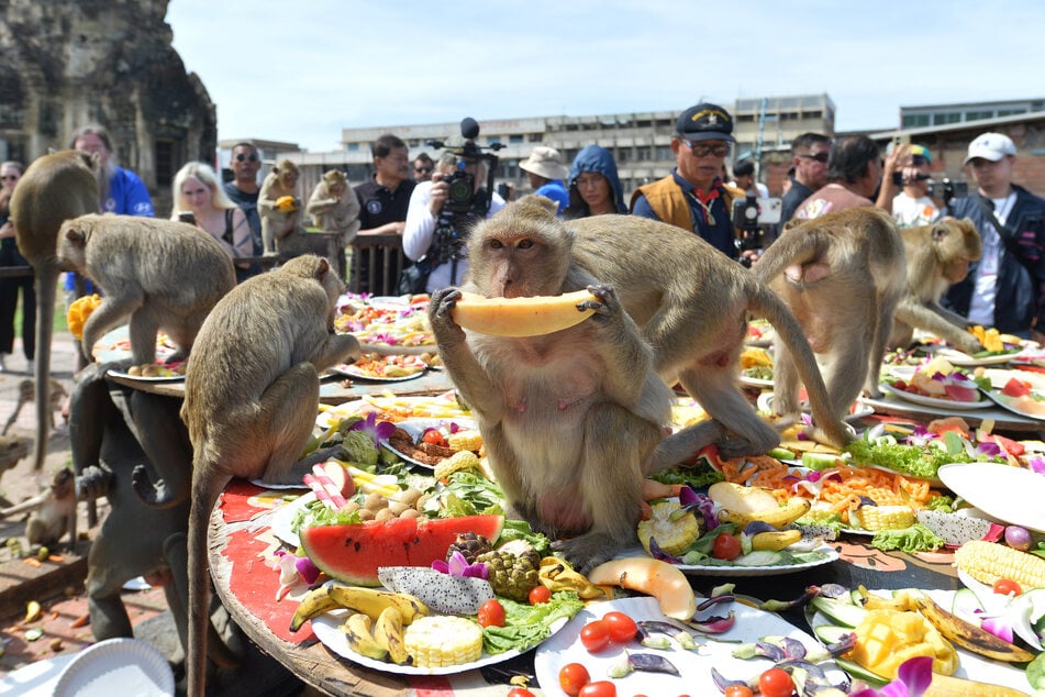 Die Einwohner der Stadt bedanken sich durch das köstliche Obst bei den Affen dafür, dass sie jedes Jahr viele Touristen anlocken.