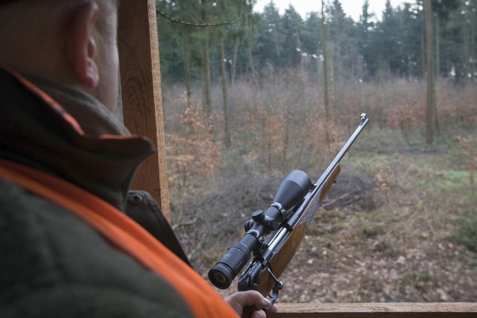 Die Jagd auf Wölfe ist in Sachsen illegal. Laut Landesamt gibt es aktuell keine behördlichen Abschussgenehmigungen.