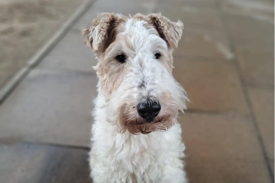 Fox-Terrier-Dame Franzi wünscht sich ein neues liebevolles Zuhause.