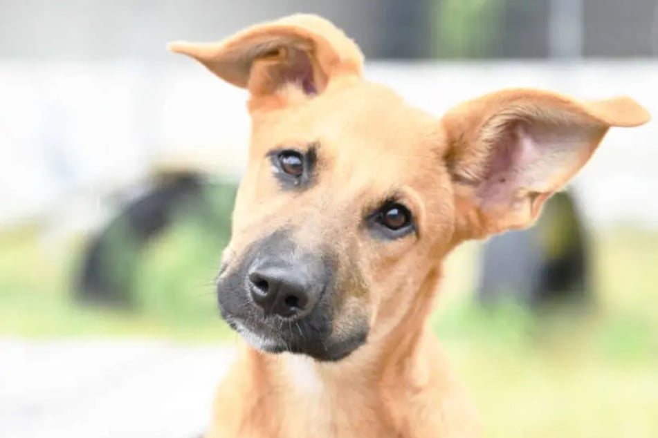 Schäferhund Sokka lebt im Tierheim Berlin und wartet auf seinen neuen Besitzer.