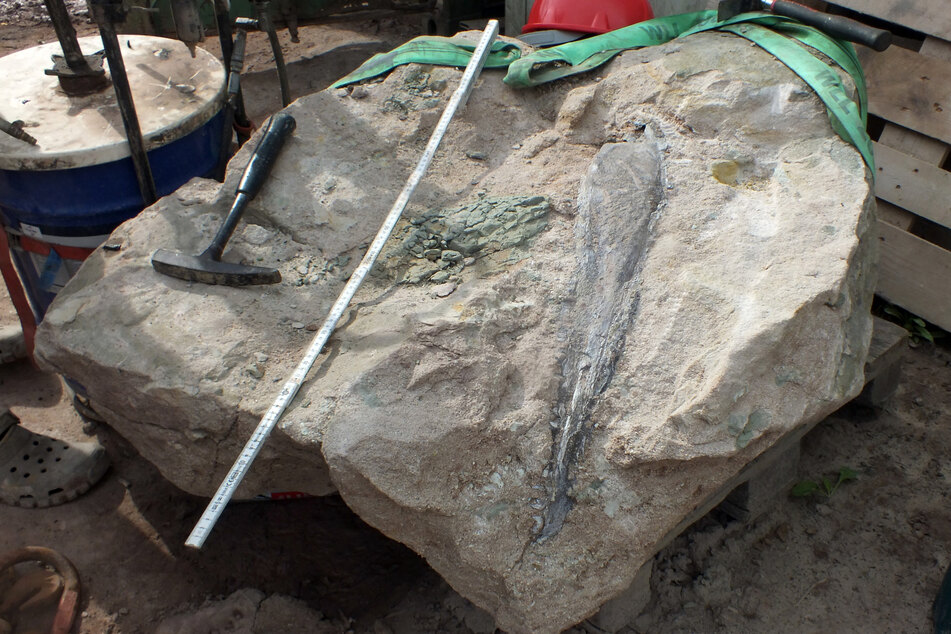 In einem Steinblock ist ein Fossil zu sehen. Einem Paläontologen zufolge handelt es sich wahrscheinlich um einem Mastodonsaurus, der vor rund 230 Millionen Jahren lebte.
