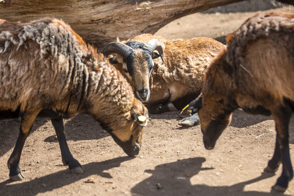 15 Osterlämmchen machen derzeit das Streichelgehege unsicher - ein Verdienst des potenten Bocks Knödel (Mitte).