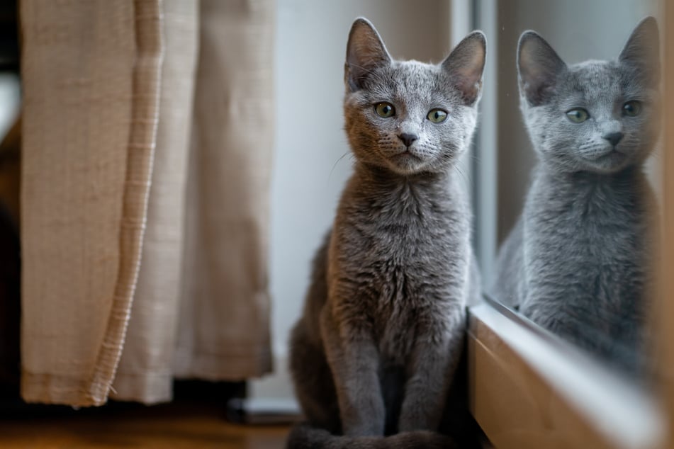 Russian Blues are incredibly curious little kitties!