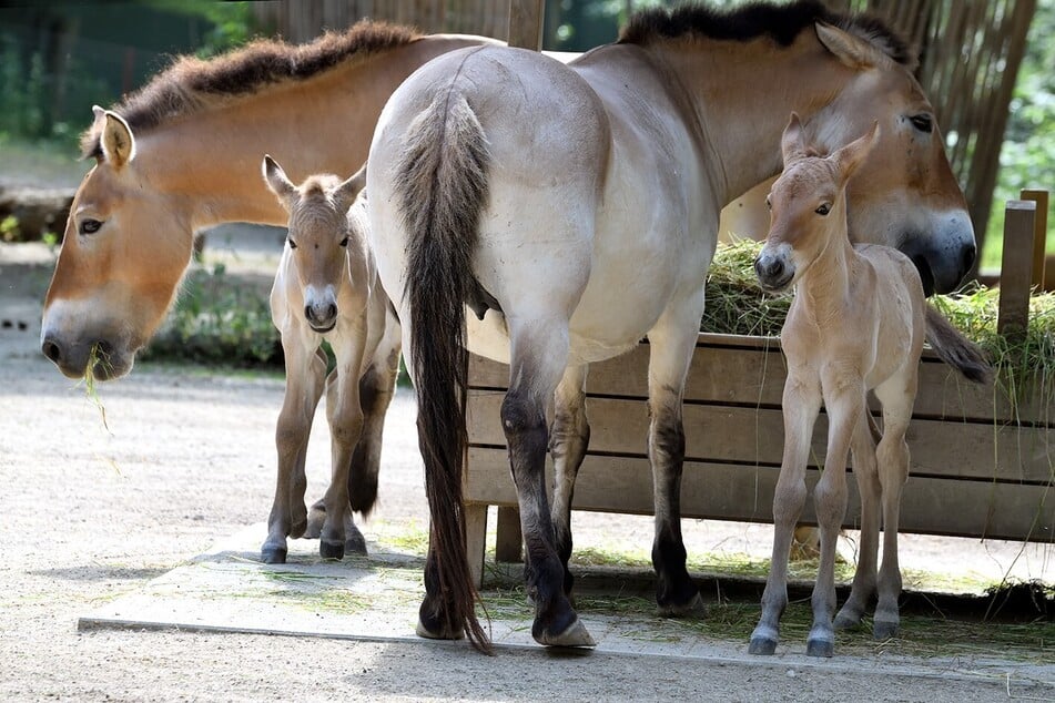 Doppelte Baby-Freude im Kölner Zoo: Seltene Wildpferde geboren