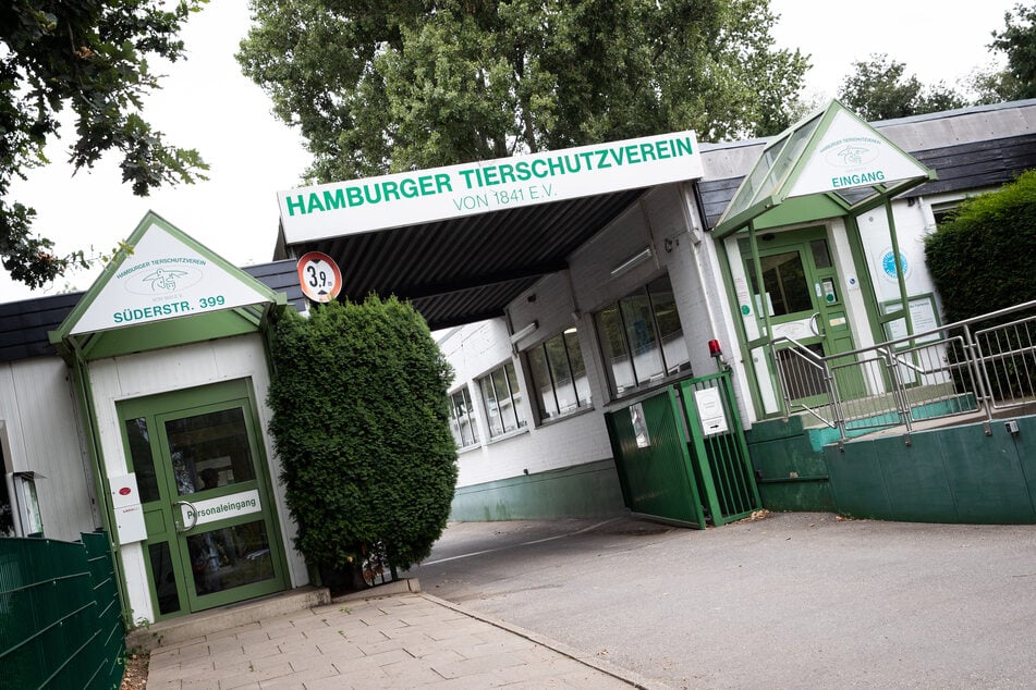 Sie ist seit Mitte Dezember 2025 im Hamburger Tierheim untergebracht. (Archivfoto)