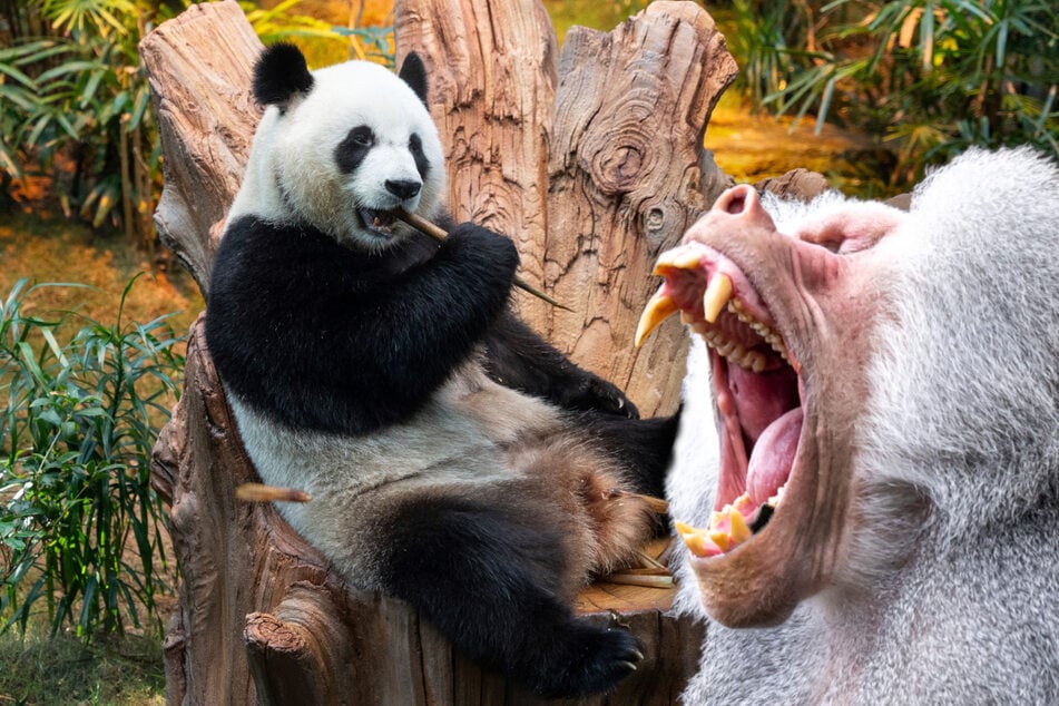Platz für Pandas: Diese Tiere müssen in Hellabrunn weichen