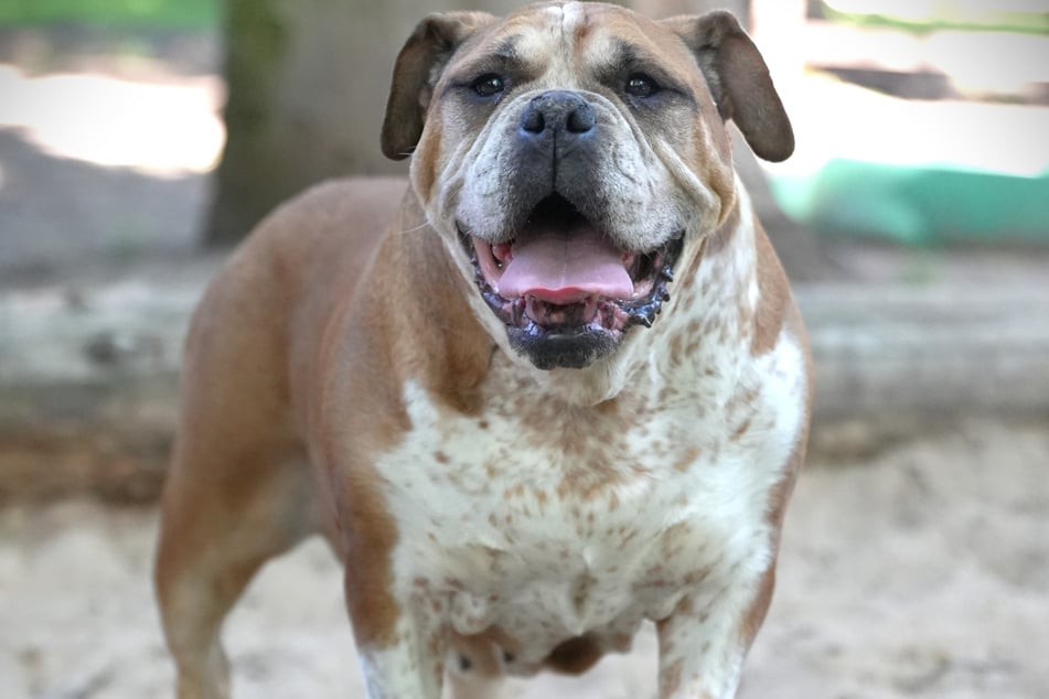 Old English Bulldog Jette diente früher als Zuchthündin. Derzeit ist sie im Hamburger Franziskus-Tierheim untergebracht.