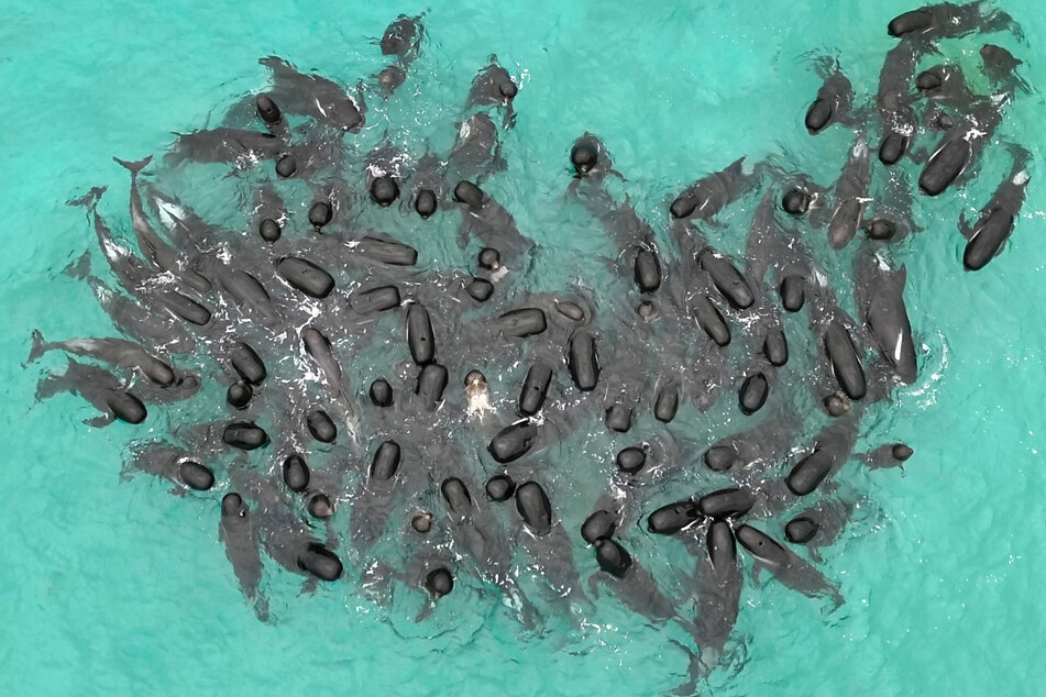 Sie kämpften im flachen Wasser ums Überleben: Mehr als 50 Grindwale verendet
