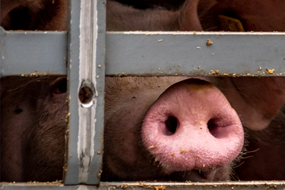 Schweinetransporter verunglückt: Mehrere Tiere müssen getötet werden