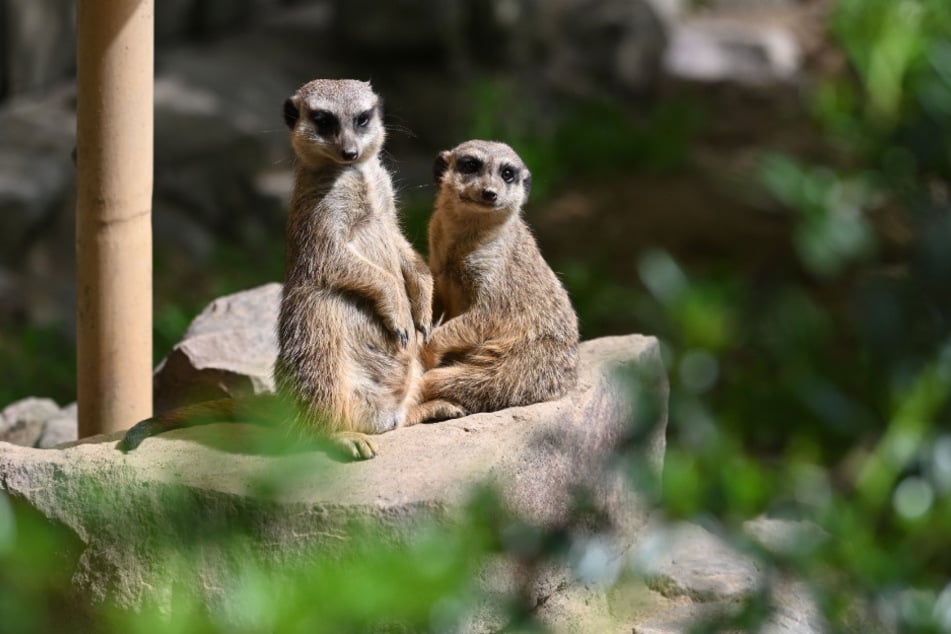 Die Erdmännchen erwarten Euch auch am Frauentag.