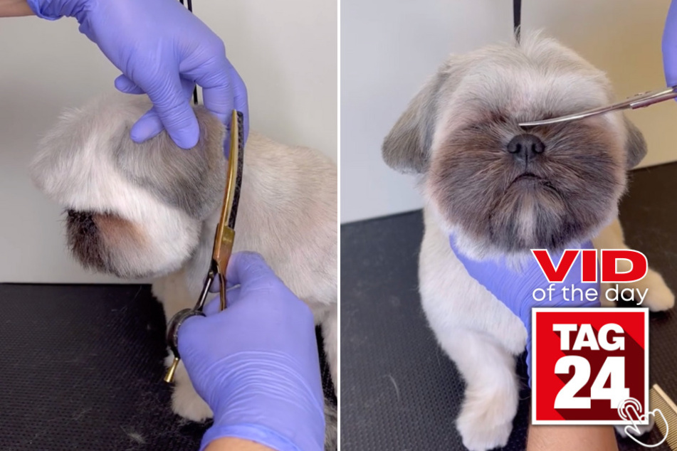 Today's Viral Video of the Day features a dog who acted extremely well-behaved while getting a hair cut at the groomers.