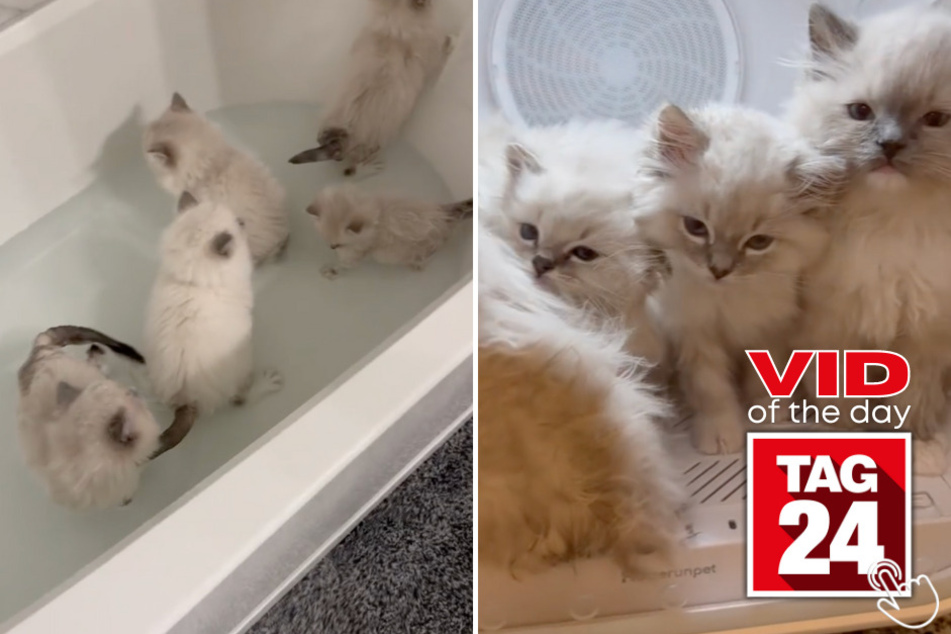 Today's Viral Video of the Day features a batch of adorable kittens taking their first bath and then using a clever contraption to dry off!
