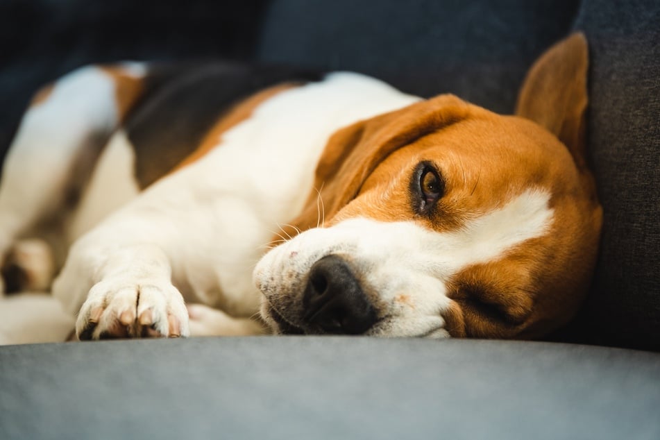 Ab einem bestimmten Alter werden Hunde ruhiger.