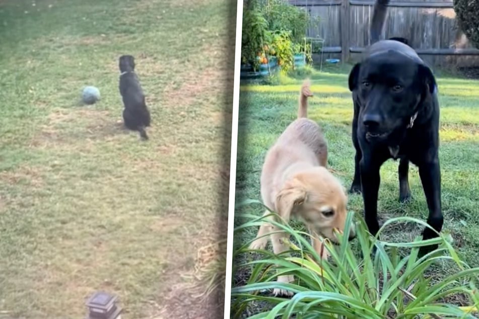 Früher wirkte Labrador-Dame Betty oft einsam. Dann brachten ihre Besitzer Golden-Retriever-Welpe Mitzi nach Hause.