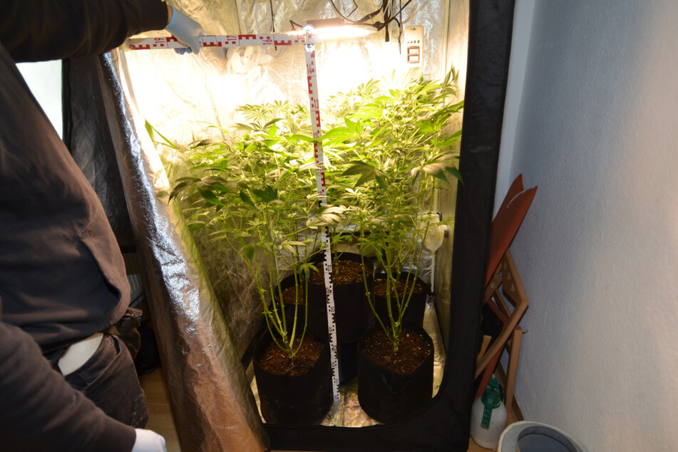 Die Polizei entdeckte in einer Wohnung in Magdeburg eine Marihuana-Indoor-Plantage.