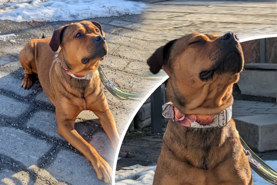 Mischling Akira hofft auf erfahrene Halter.