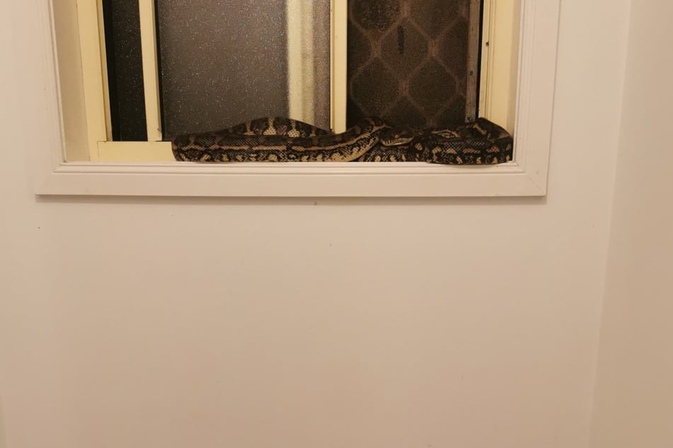 Dieser Python chillte im Bad des Hauses.