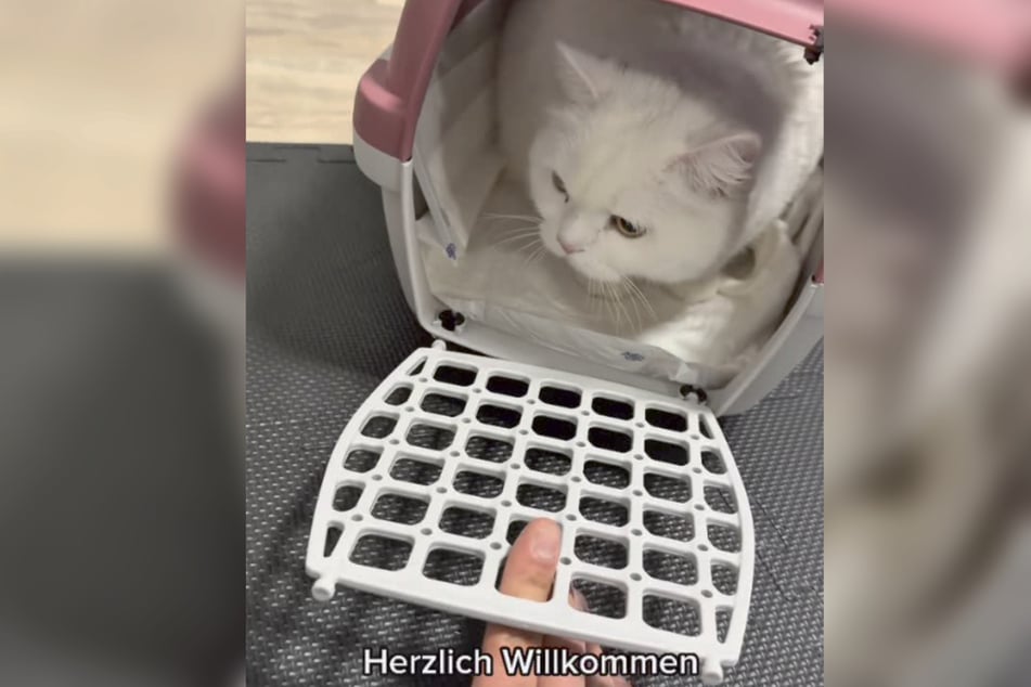 Der 32-Jährige nimmt Barbaras Kater Lucky erstmal bei sich auf.